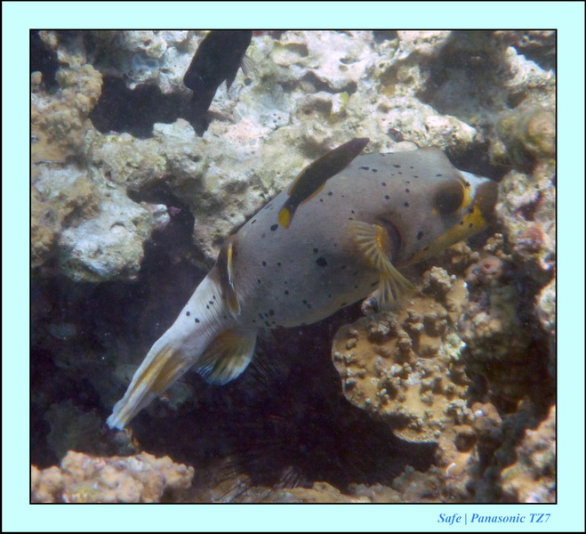 209   07   Sibuan 36